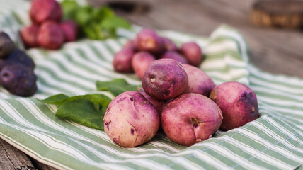 organic potatoes close up on striped tablecloth selective focus