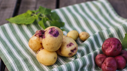 organic potatoes close up on striped tablecloth selective focus