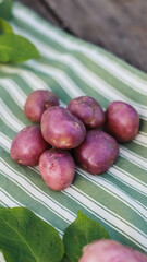 organic potatoes close up on striped tablecloth selective focus