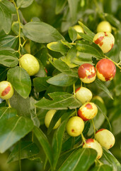 Ziziphus jujuba or jujube red date or Chinese date fruits ripening on a tree branch