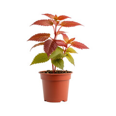 Obraz premium Red Leaf Plant in Pot