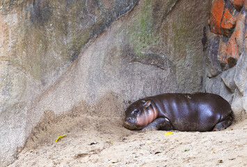 Adorable Sleepy Baby Pygmy Hippo Relaxing in the Zoo