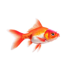 Goldfish in Isolated