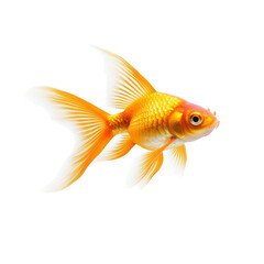 Fototapeta premium Goldfish Isolated