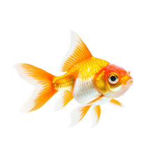 Goldfish Isolated