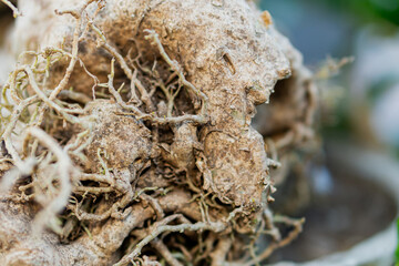 Intricate Root System Close-Up