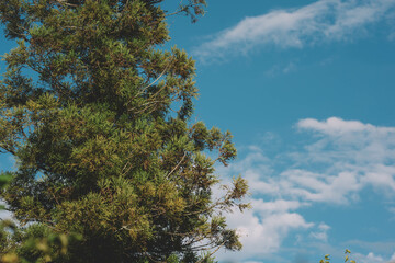 Spruce trees in the blue sky