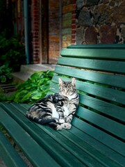 cat on the bench © Elena