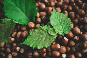 Hazelnuts in a wooden bowl on rustic background, Hazelnut background with green leaf