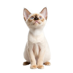 Cute Siamese Kitten Looking Up