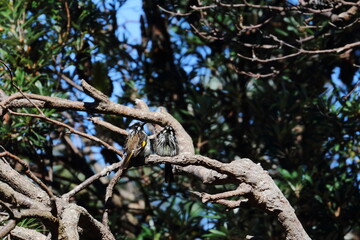 honeyeater