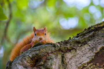 Eurasian red squirrel sitting on a tree trunk with a walnut close-up