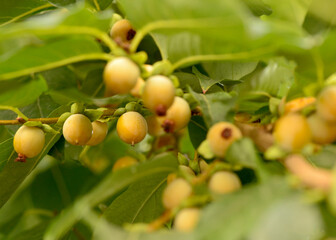 Lotus persimmon Diospyros lotus L. Ebenaceae or date-plum, Caucasian persimmon, or lilac persimmon fruits on branch