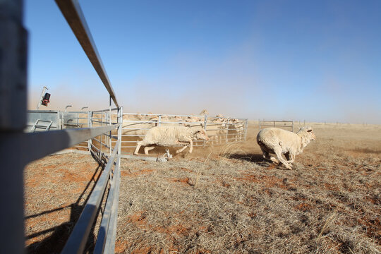 Sheep running from dusty livestock yards on dry farm