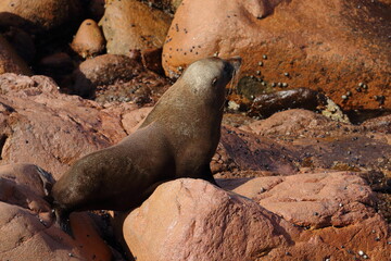fur seal