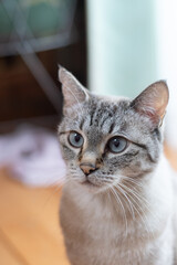 見つめる猫　シャムトラ猫