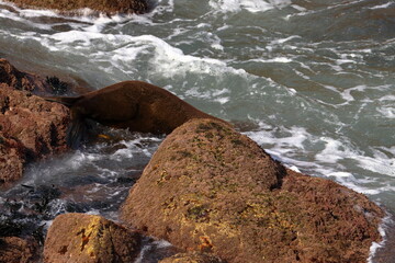 fur seal