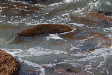 Fototapeta premium fur seal