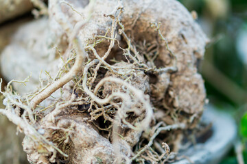Intricate Root Structures in Nature