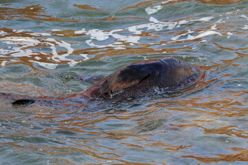 Obraz premium fur seal