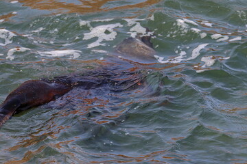 fur seal