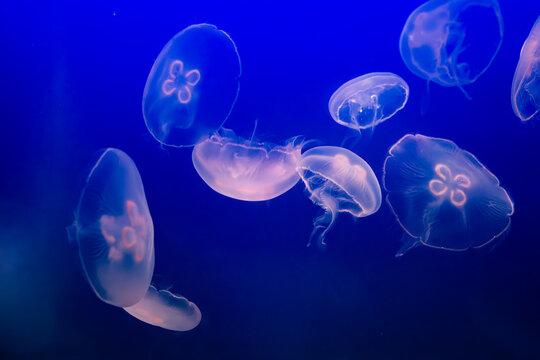 Aurelia (aka the moon jelly, moon jellyfish, common jellyfish, or saucer jelly) floating in water