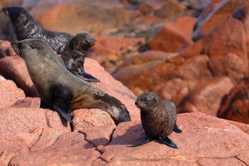 fur seal