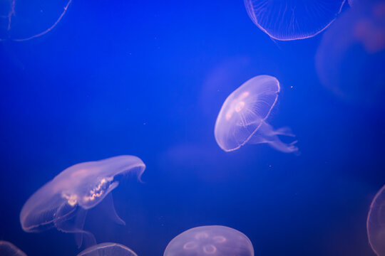 Aurelia (aka the moon jelly, moon jellyfish, common jellyfish, or saucer jelly) floating in water