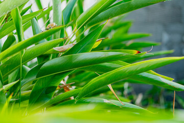 Close-Up of Vibrant Green Leaves