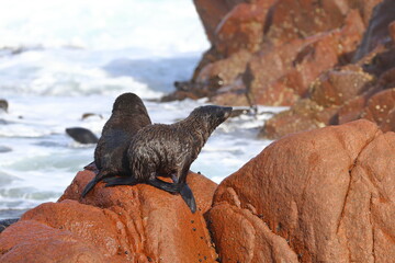fur seal pups