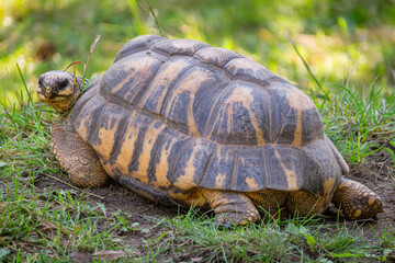 Wild turtle basks in the sunny garden