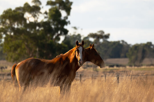 Two horses standing in the paddock on the farm in the late afternoon sun