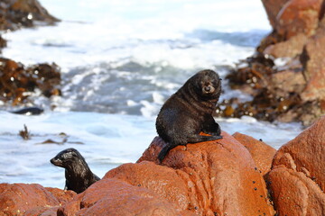 fur seal pups
