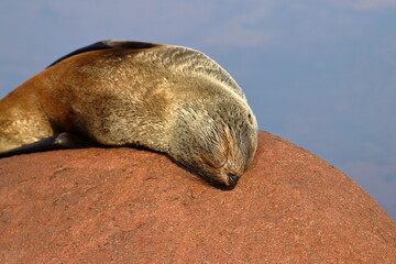 fur seal pups