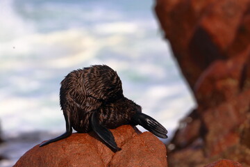 fur seal pups
