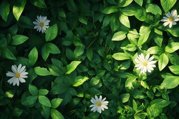 Close-up of daisies and green leaves, nature background.