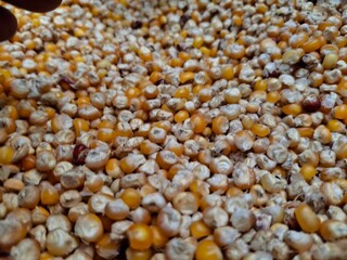 Raw corn, fresh and sweet, offers a crisp texture and vibrant yellow hue. Perfect for salads, grilling, or snacking, it's a nutritious and versatile summer delight.