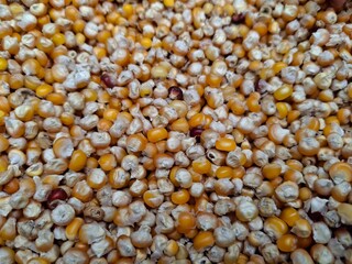 Raw corn, fresh and sweet, offers a crisp texture and vibrant yellow hue. Perfect for salads, grilling, or snacking, it's a nutritious and versatile summer delight.