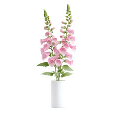 Obraz premium Pink Foxglove Flowers in a White Vase
