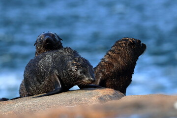 fur seal pups