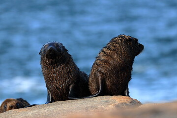 fur seal pups