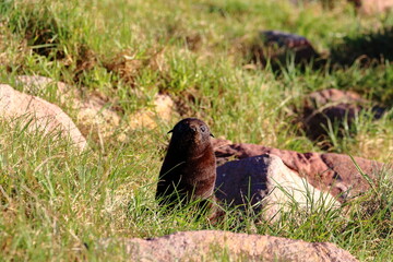 fur seal pups