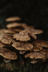 mushrooms in the forest close up.
