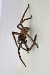 huntsman spider
