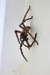 huntsman spider