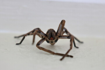 huntsman spider