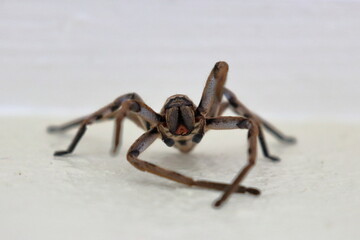 huntsman spider
