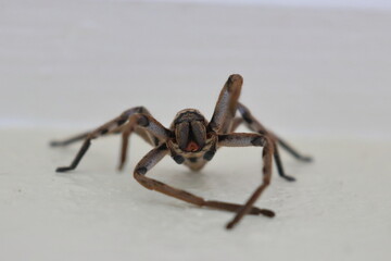 huntsman spider