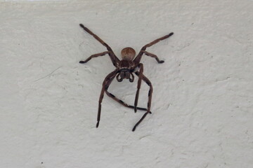 huntsman spider