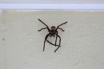 huntsman spider